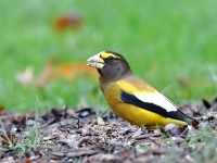 819A2036Evening_Grosbeak