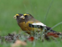 819A2043Evening_Grosbeak