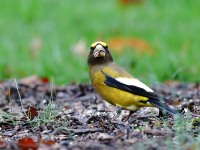 819A2053Evening_Grosbeak