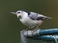 819A2070White-breasted_Nuthatch