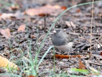 819A2086Dark-eyed_Junco_Slate