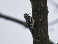 819A2091Yellow-bellied_Sapsucker