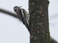 819A2093Yellow-bellied_Sapsucker