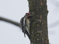 819A2096Yellow-bellied_Sapsucker