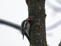 819A2097Yellow-bellied_Sapsucker