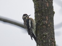 819A2103Yellow-bellied_Sapsucker