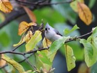 819A2114Tufted_Titmouse
