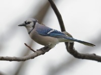 819A2129Blue_Jay