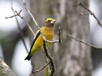 819A2147Evening_Grosbeak