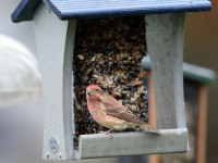 819A2155Purple_Finch