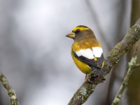 819A2158Evening_Grosbeak