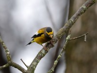 819A2169Evening_Grosbeak