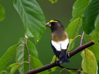 819A2178Evening_Grosbeak