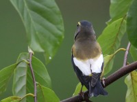 819A2179Evening_Grosbeak