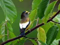 819A2191Evening_Grosbeak