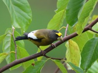 819A2195Evening_Grosbeak