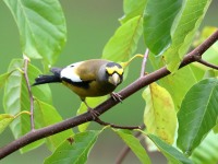 819A2197Evening_Grosbeak