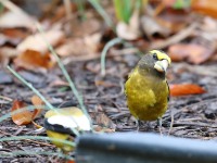 819A2208Evening_Grosbeak