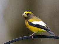 819A2235Evening_Grosbeak