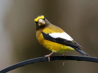 819A2237Evening_Grosbeak