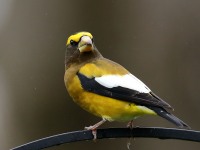 819A2238Evening_Grosbeak