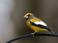 819A2240Evening_Grosbeak