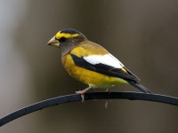 819A2244Evening_Grosbeak