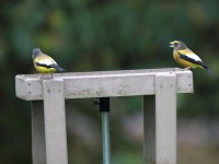 819A2270Evening_Grosbeak