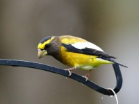 819A2279Evening_Grosbeak