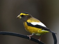 819A2282Evening_Grosbeak