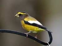 819A2284Evening_Grosbeak