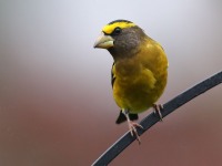 819A2293Evening_Grosbeak