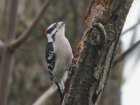 819A2299Downy_woodpecker