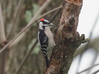 819A2304Downy_woodpecker