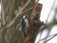 819A2305Downy_woodpecker