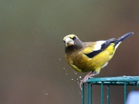 819A2309Evening_Grosbeak