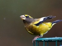 819A2311Evening_Grosbeak