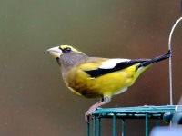 819A2315Evening_Grosbeak