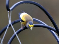 819A2326Evening_Grosbeak