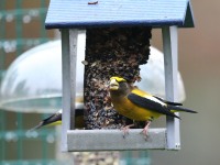 819A2327Evening_Grosbeak