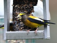 819A2332Evening_Grosbeak