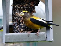 819A2340Evening_Grosbeak