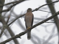 819A2345Sharp-shinned_Hawk