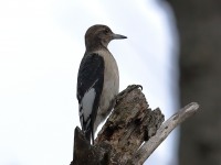 819A8768Immature_Red-headed_Woodpecker