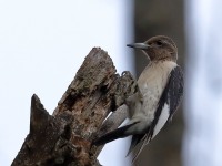 819A8782Immature_Red-headed_Woodpecker