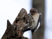 819A8790Immature_Red-headed_Woodpecker