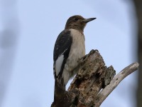 819A8801Immature_Red-headed_Woodpecker