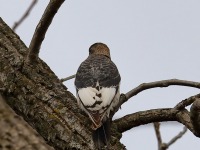 819A8810Immature_Red-headed_Woodpecker