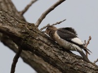 819A8820Immature_Red-headed_Woodpecker