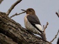 819A8824Immature_Red-headed_Woodpecker